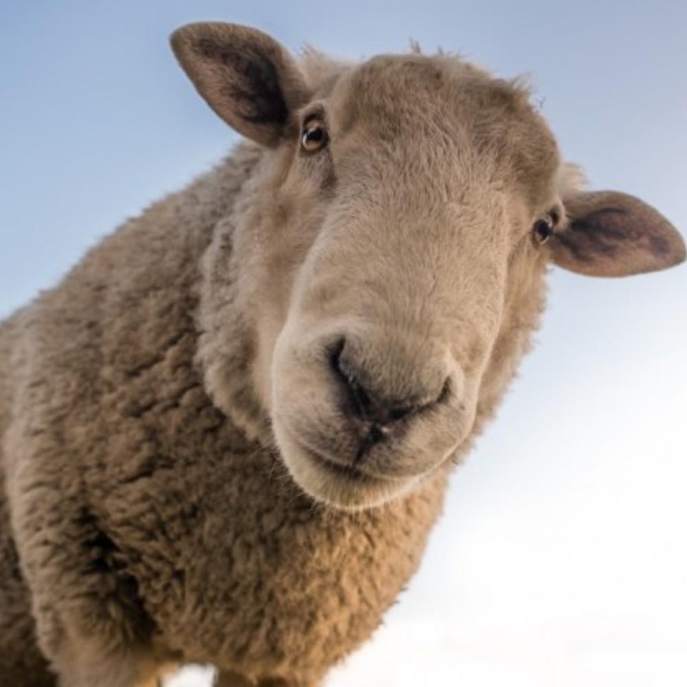 Meet your Posher, Electric Sheep